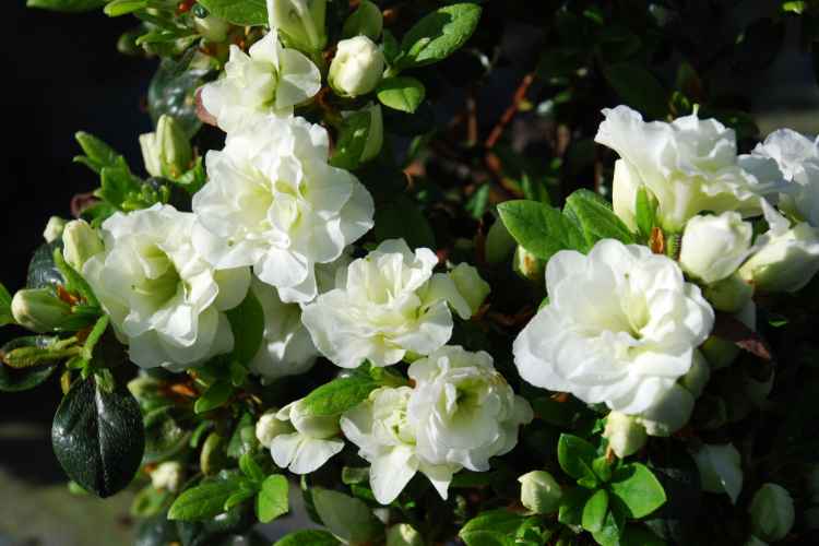 Weiße Blüten der Japanischen Azalee 'Schneeperle'