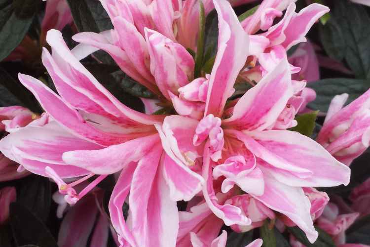 Rosa-weiß gestreifte Blüte der Japanischen Azalee 'Pink Spider®'