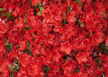 Azaleen richtig pflanzen: Der passende Standort für Zimmer- und Gartenazaleen