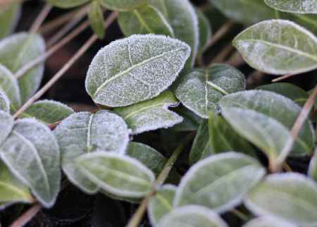 Immergrüne und winterharte Bodendecker: Pflegeleichte Vielfalt für Garten, Grab und Einfahrt