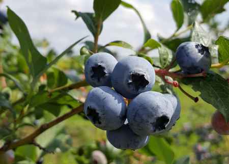 Heidelbeeren pflanzen und pflegen: Tipps für eine reiche Ernte im Garten