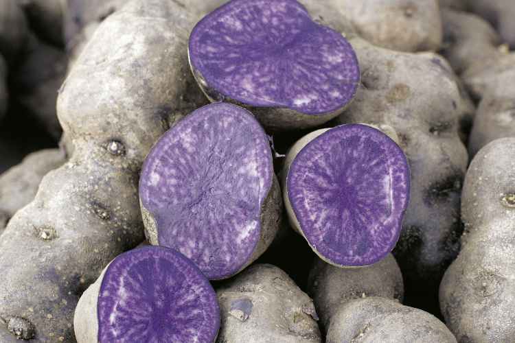 Blaue Pflanzkartoffeln 'Blaue St. Galler'
