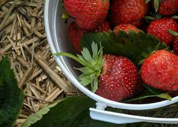 Erdbeeren mulchen Schutz, Nährstoffe und saubere Früchte