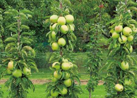 Säulenobst im Garten: Kompakt, ertragreich und pflegeleicht