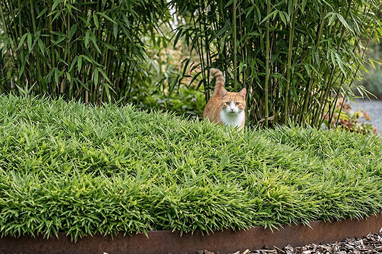 Bambus pleioblastus pygmaeus mit süßer Katze