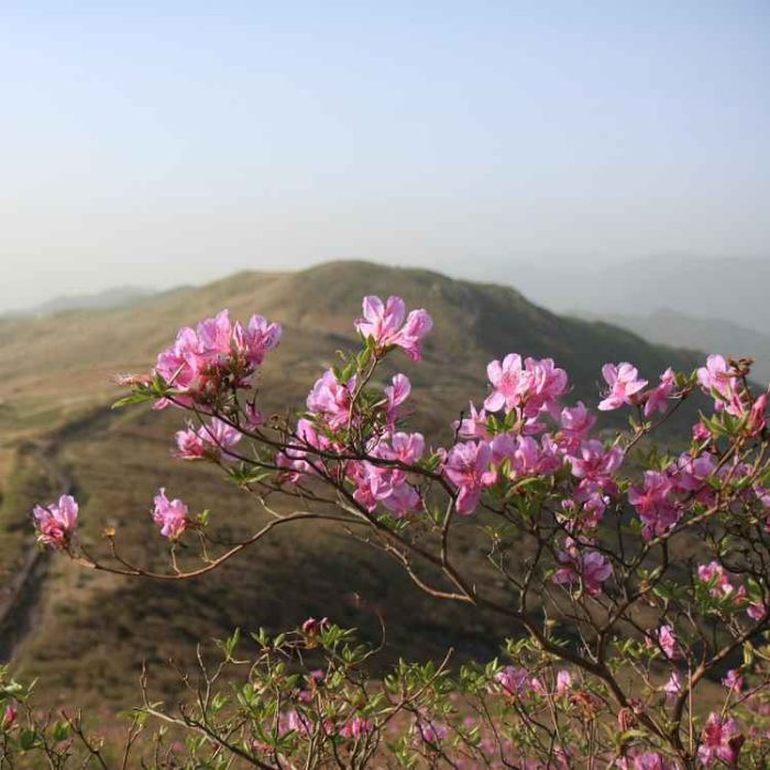 Blog_Header_750x750 Ein rosa Azaalenbaum vor einem Berg