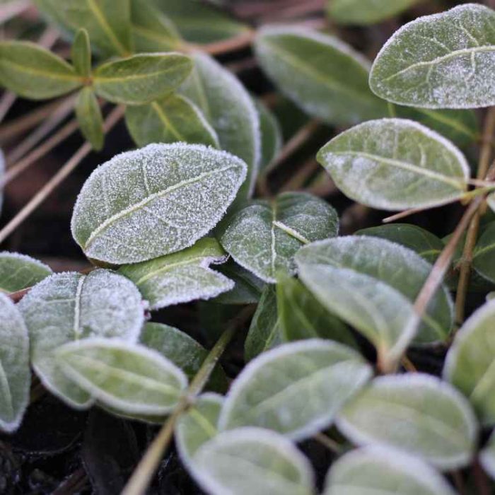 Blog_Header_750x750 Blätter mit Frost