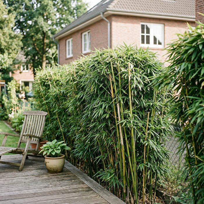 Bambushecke als Sichtschutz