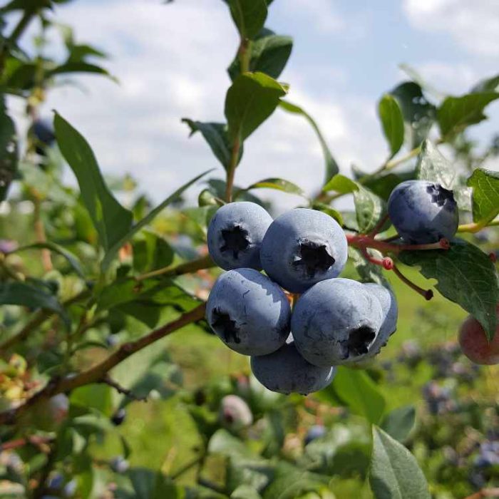 Blog_Header_750x750 Heidelbeeren am Strauch