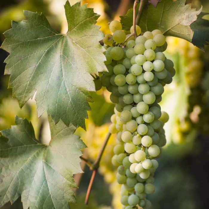 Blog_Header_750x750 Weintrauben grün