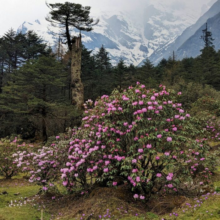 Rhododendronstrauch in den Bergen