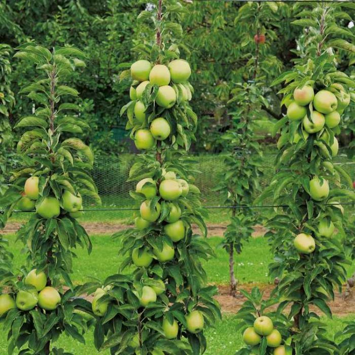 Blog_Header_750x750 Pflanze des grünen Säulenapfel 'Greencats'