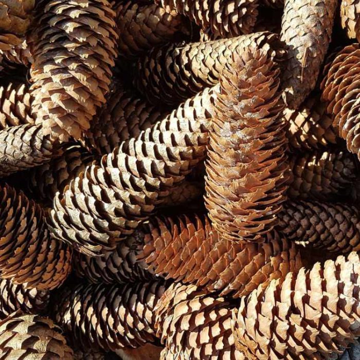 Nadelbäume_Header Viele Tannenzapfen auf einem Haufen