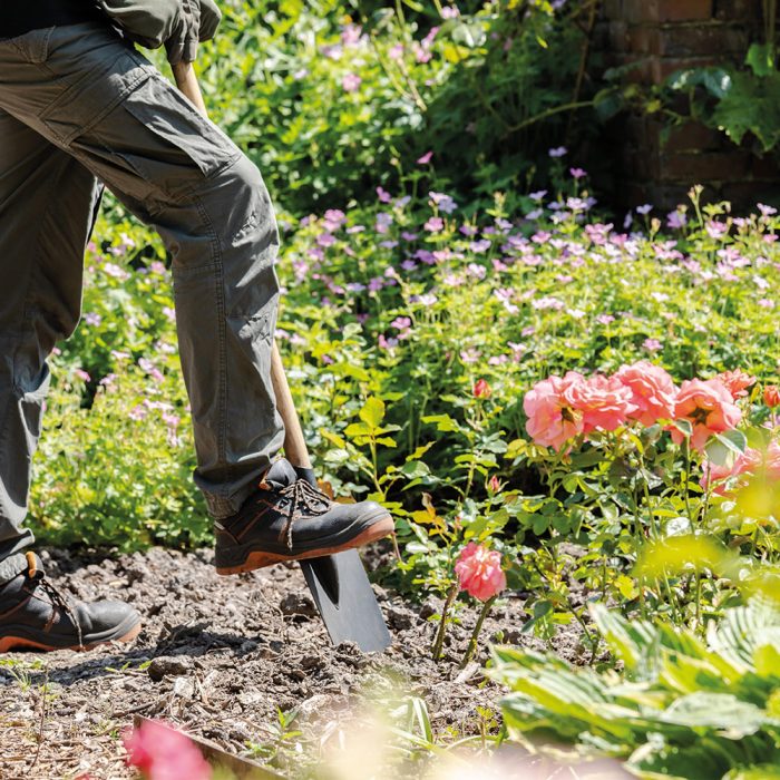 header Rosen werden umgepflanzt