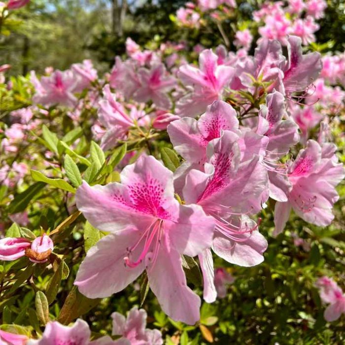 Blog_Header_750x750 Rosa Azaleen
