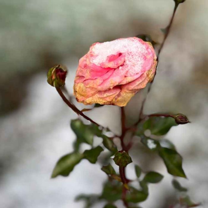 Blog_Header_750x750 Rose, mit Schnee bedeckt