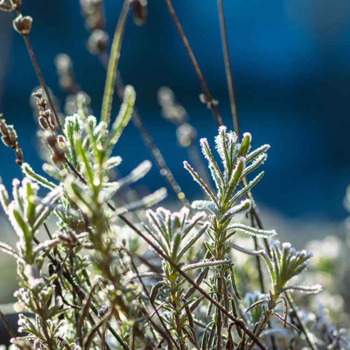 Blog_Header_750x750 Lavendelpflanzen mit Frost bedeckt