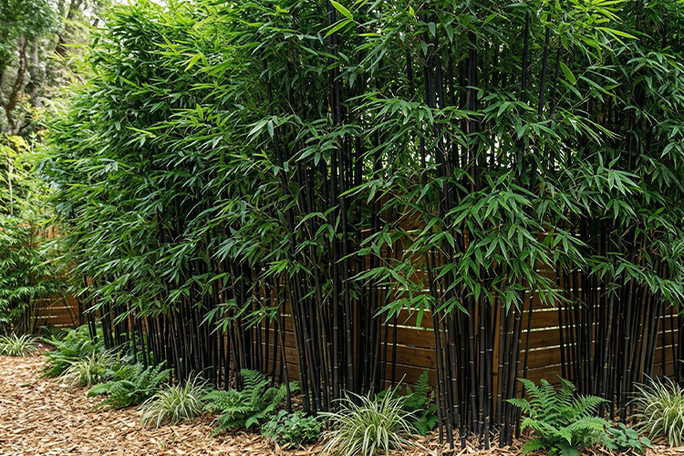 schwarzstieliger Bambus