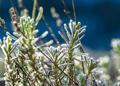 Winterharte Stauden: Ganzjährige Strukturen für den Garten