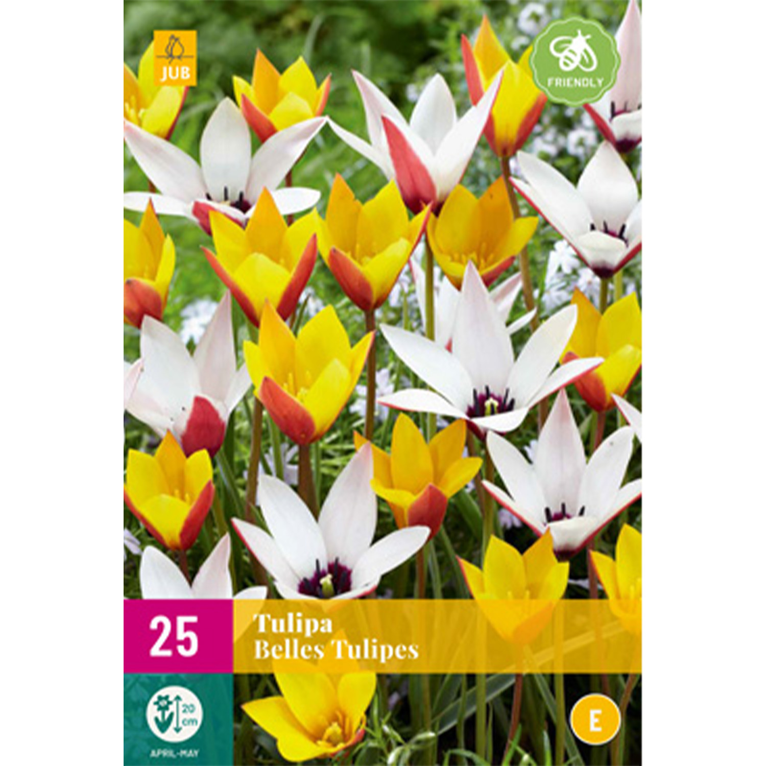 Wildtulpen-Mischung 'Belles Tulipes' - 25 Sück Liefergröße: Zwiebelgröße 5/6