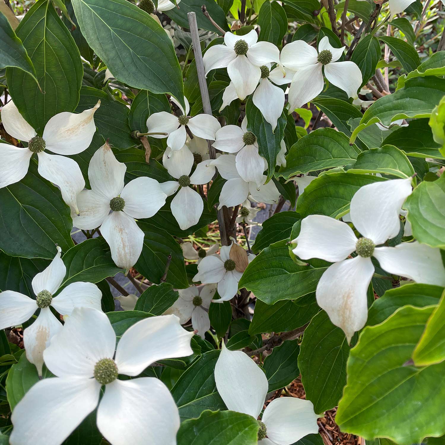Kategorie <b>Blütensträucher und Ziergehölze </b> - Japanischer Blumen-Hartriegel 'Bultincks Giant Flower', 40 - 60 cm Liefergröße: 40 - 60 cm - Cornus kousa 'Bultinck's Giant Flower'