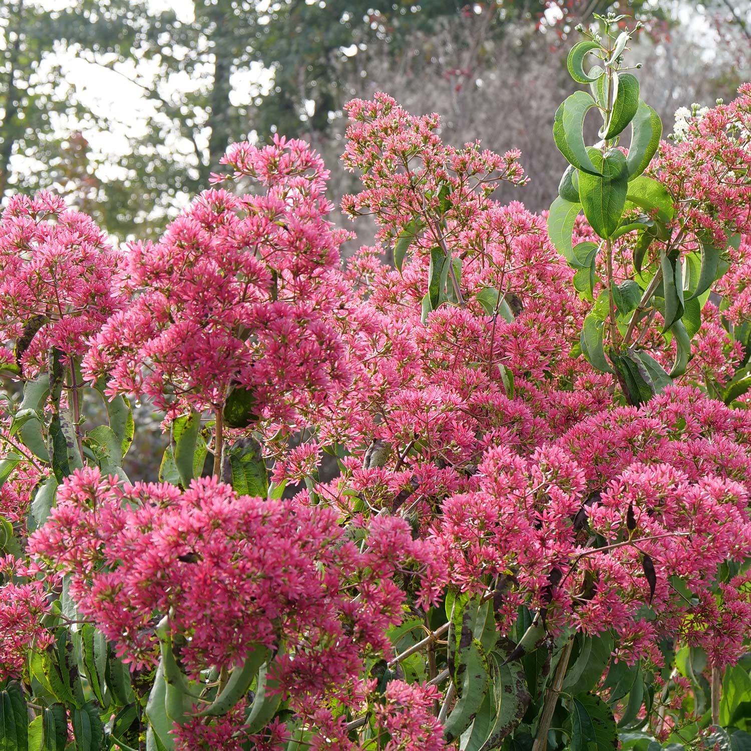 Rhododendren, Azaleen und Heide - Proven Winners® Sieben-Söhne-des-Himmels-Blume 'Temple of Bloom®' Liefergröße: ca. 40 - 60 cm - Heptacodium miconioides
