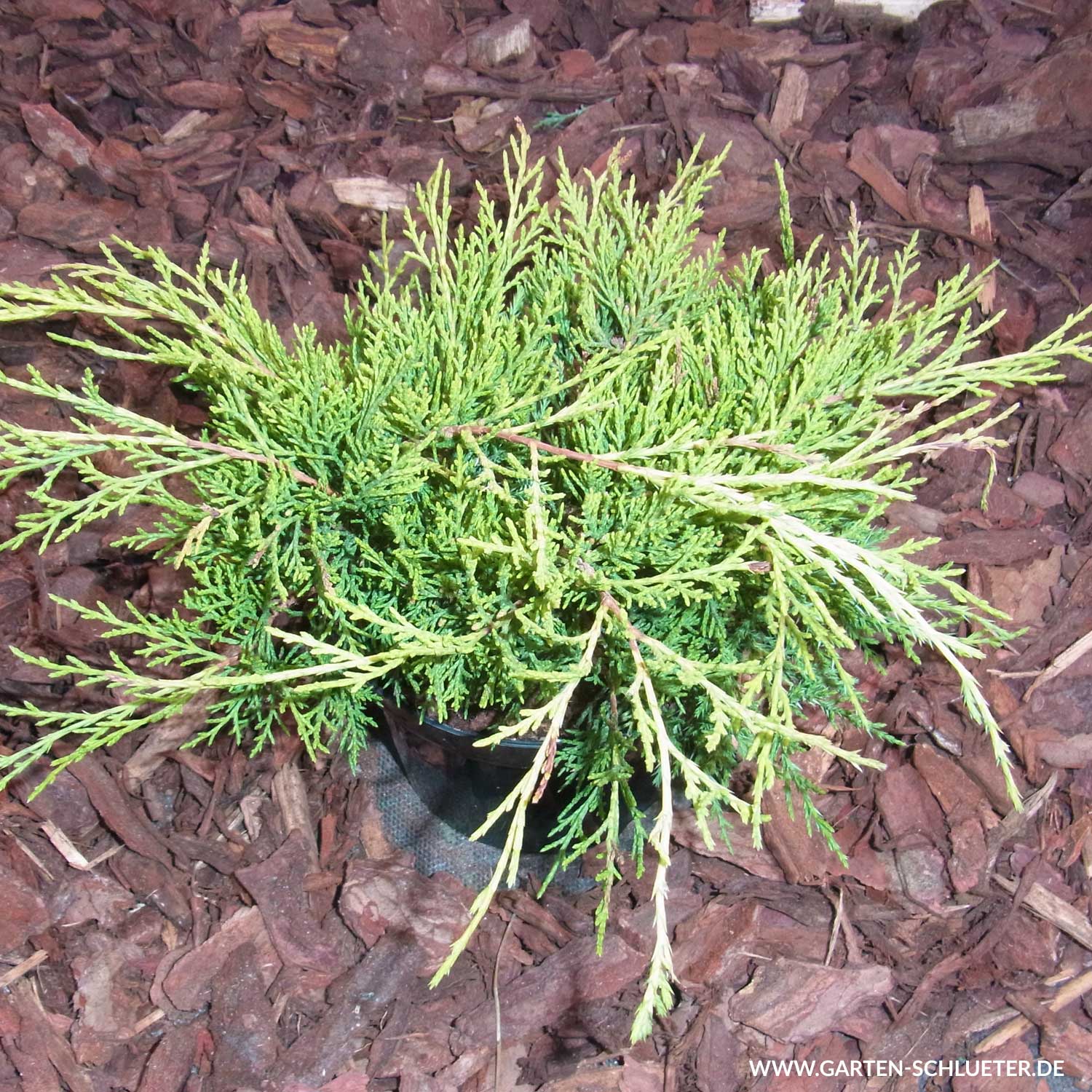 Goldwacholder 'Old Gold' Goldwacholder 'Old Gold'