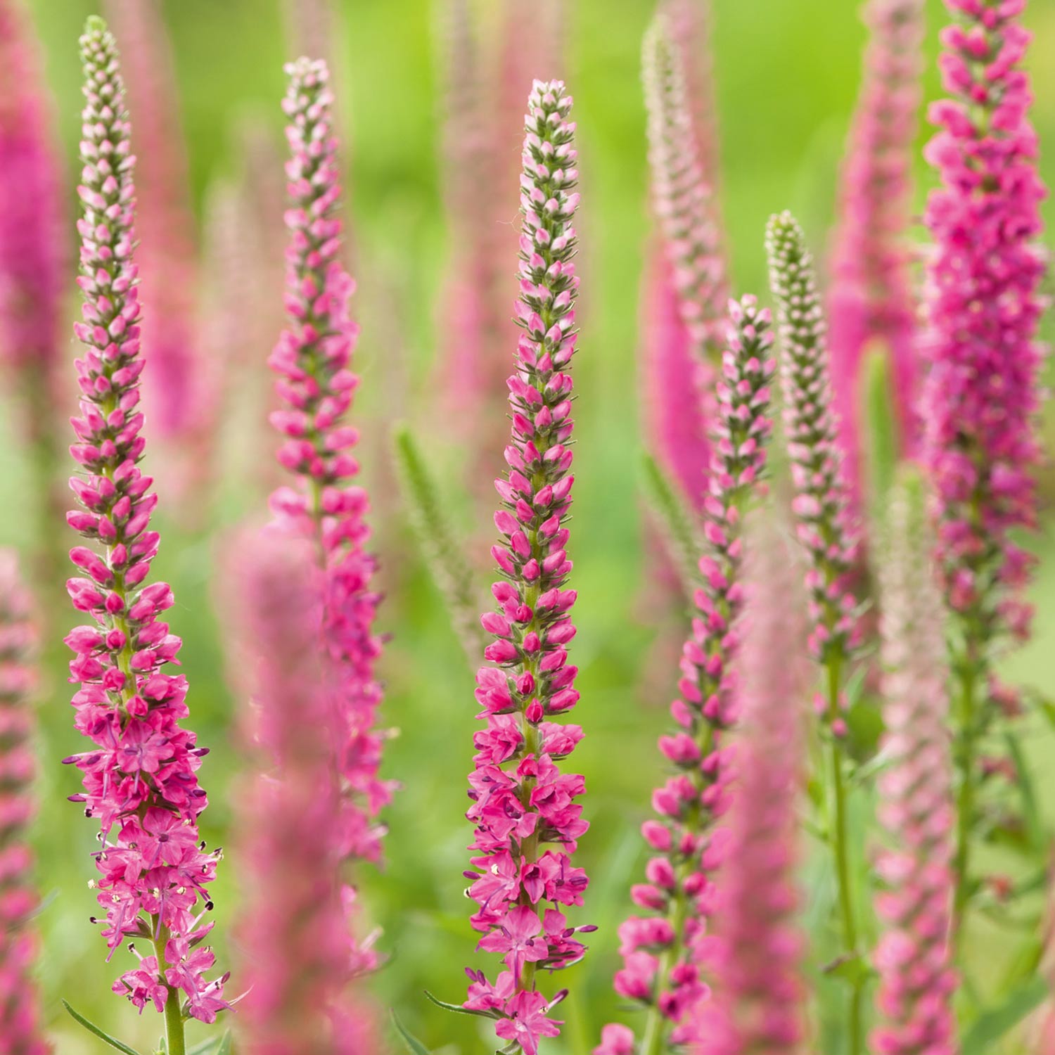 Kategorie <b>Stauden </b> - Ähriger Ehrenpreis 'Rosa' Lieferform: Im 9 cm Topf - Veronica spicata 'Rosa'