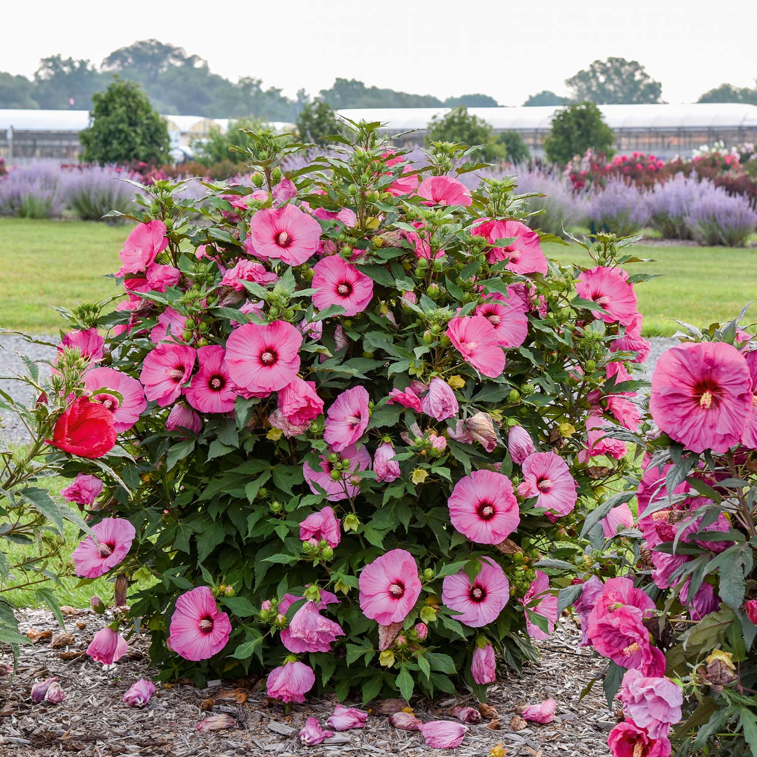 Riesenblütiger Hibiskus 'Summerific® Candy Crush®' Liefergröße: 40 - 60 cm