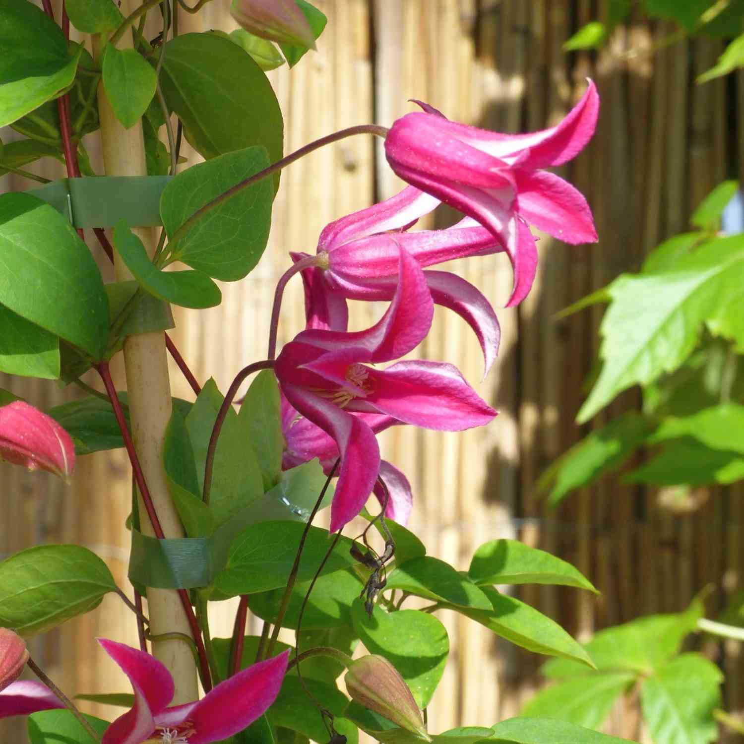 Clematis 'Princess Diana'