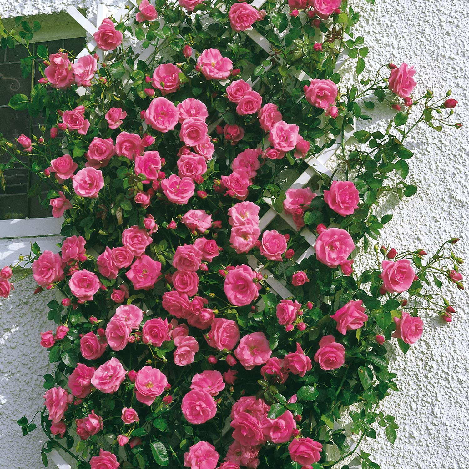 Kletterrose 'Lawinia®' Wurzelnackte Pflanze, 2 - 3 Triebe Liefergröße: mind. 3 starke Triebe