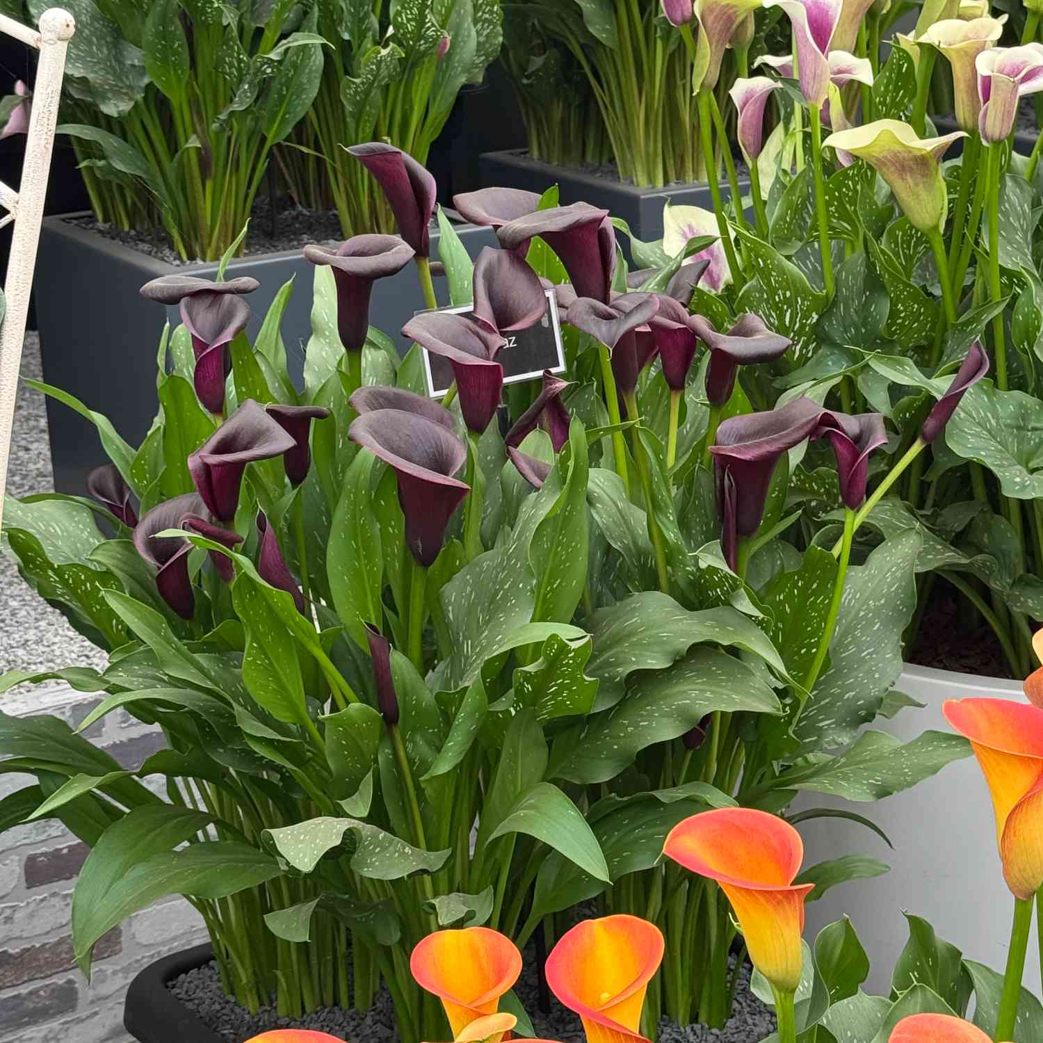 Calla 'Saigon'