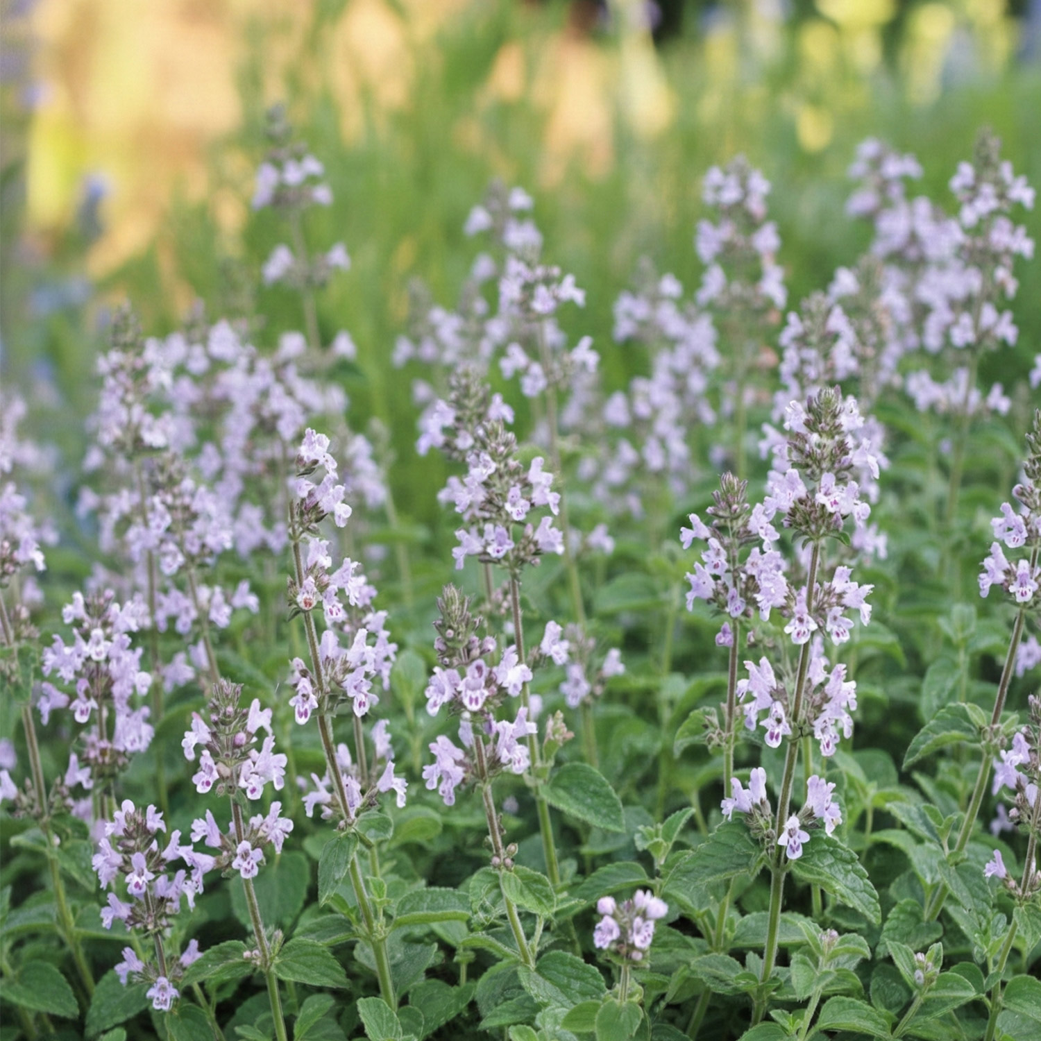 Kategorie <b>Stauden </b> - Kleinblütige Bergminze 'Marvelette Blue' Lieferform: Im 9 cm Topf - Calamintha nepeta 'Marvelette Blue'