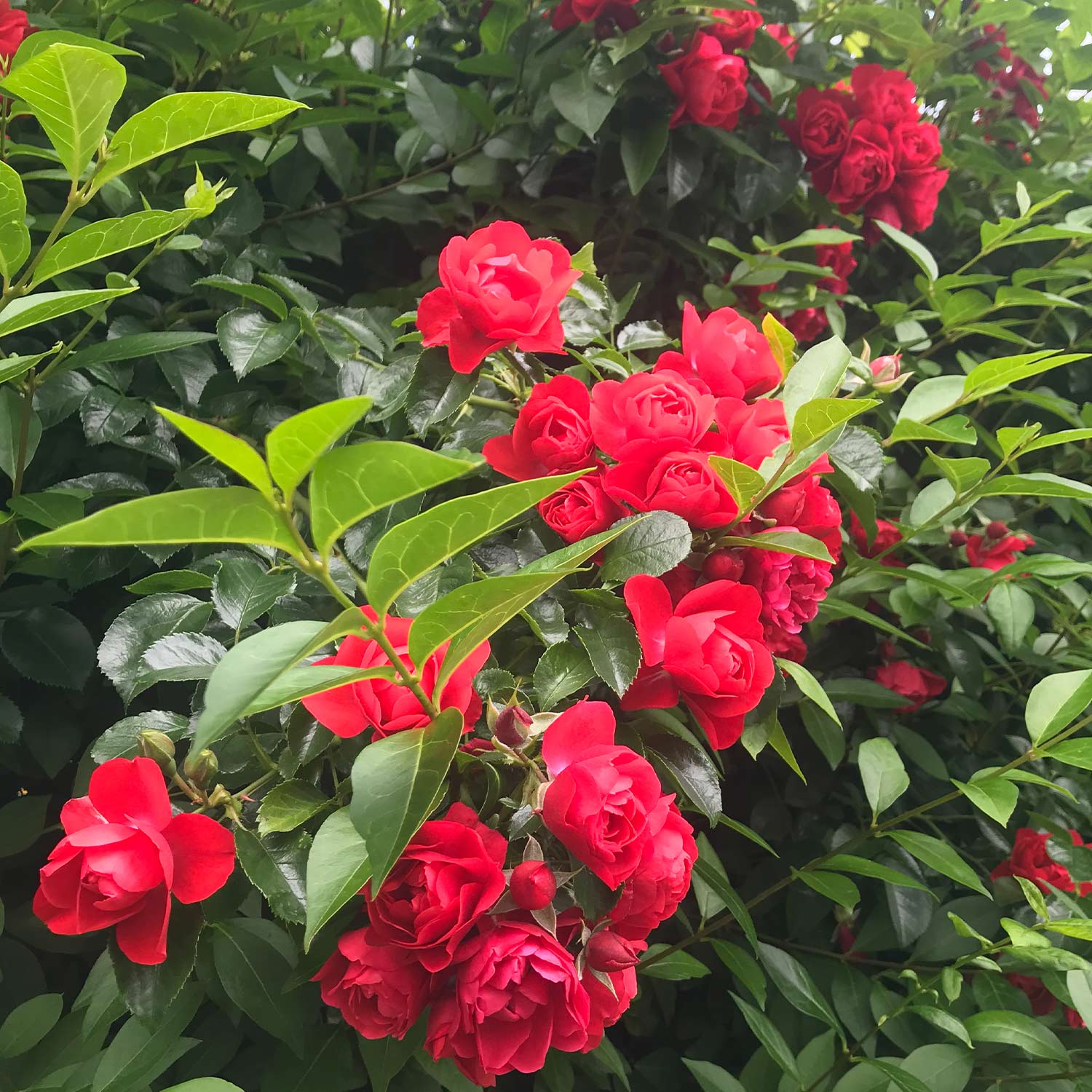 Bodendeckerrose 'Gärtnerfreude®' - ADR-Rose