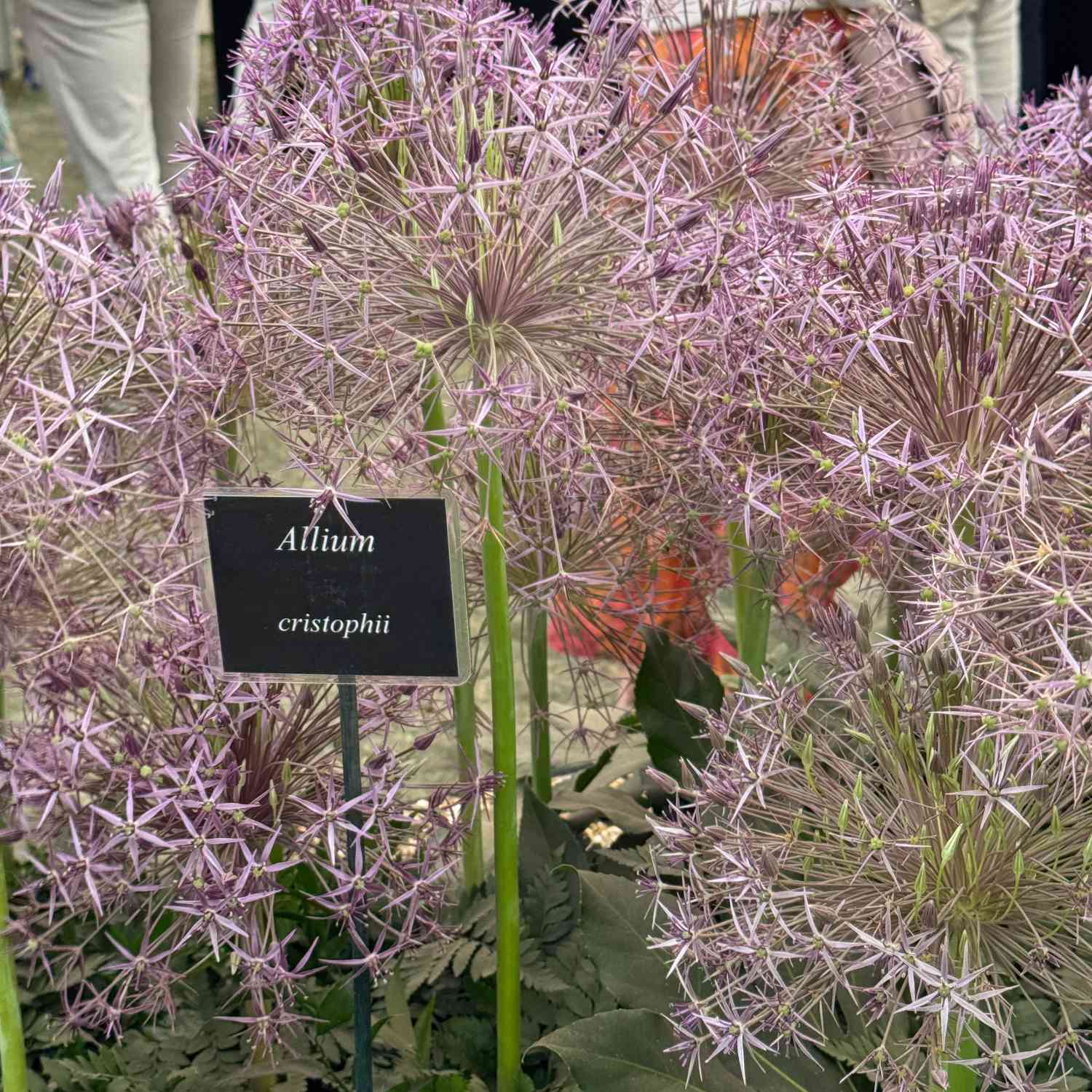 Allium christophii 'Sternschnuppe'