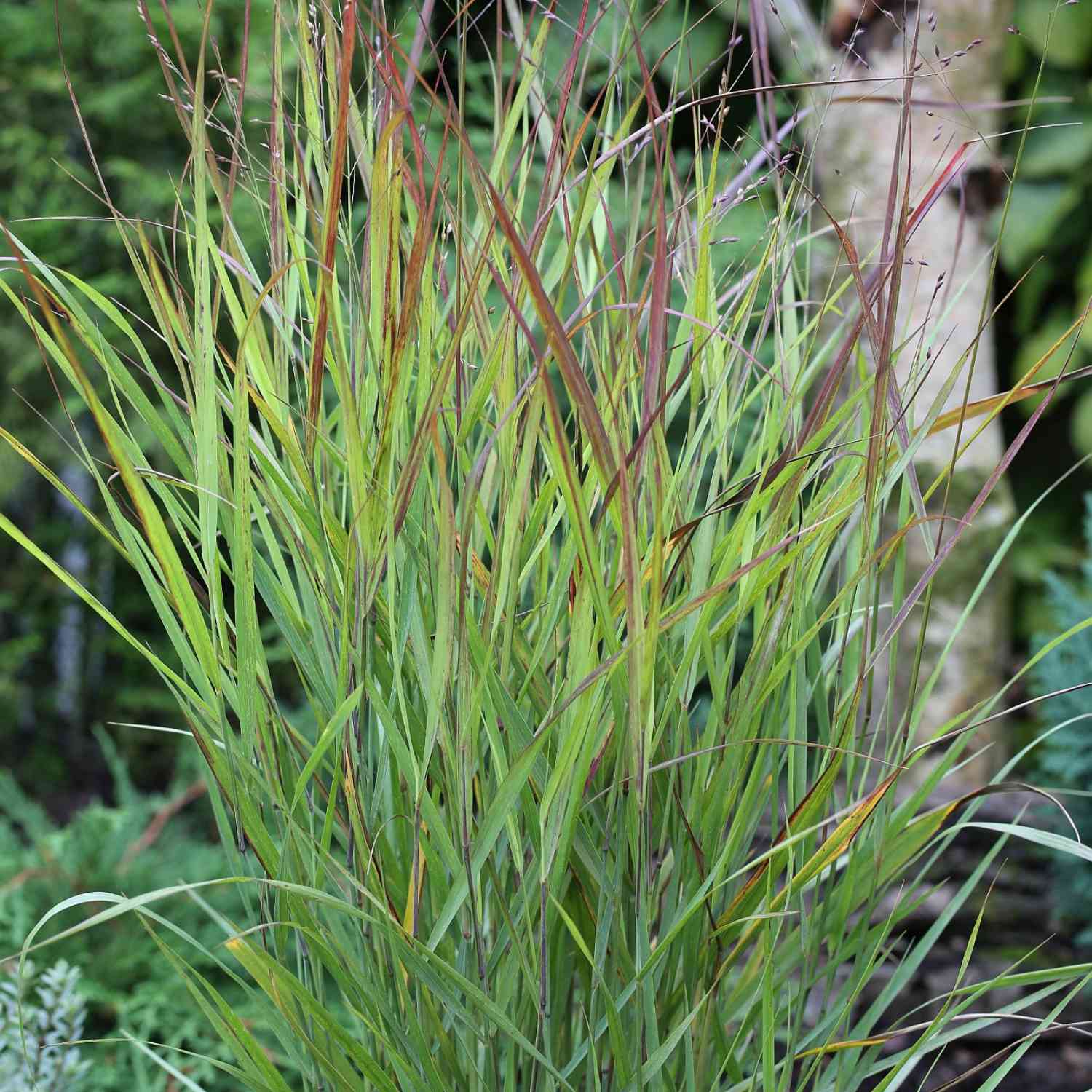Purpur-Rutenhirse 'Shenandoah'