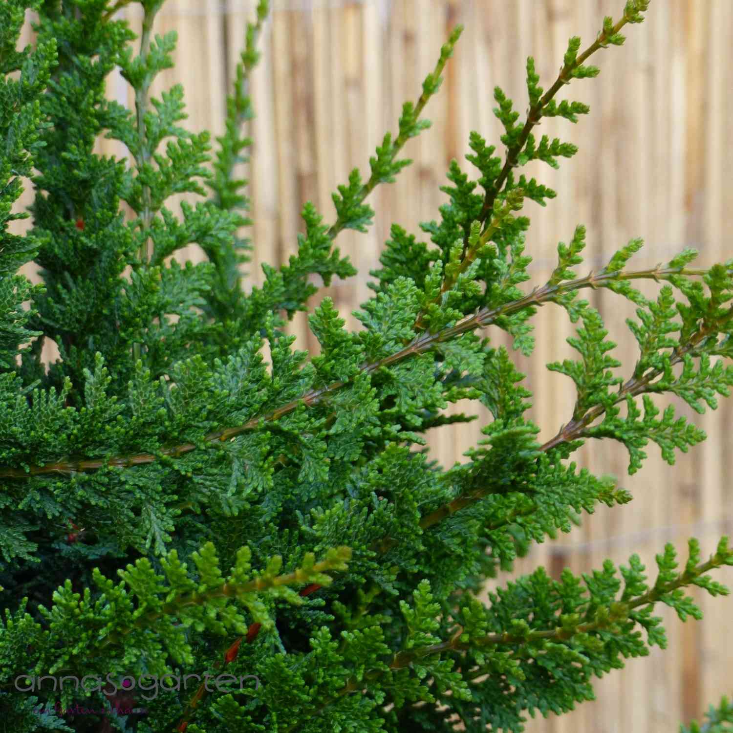 Muschelzypresse 'Teddy Bear' Muschelzypresse 'Teddy Bear'