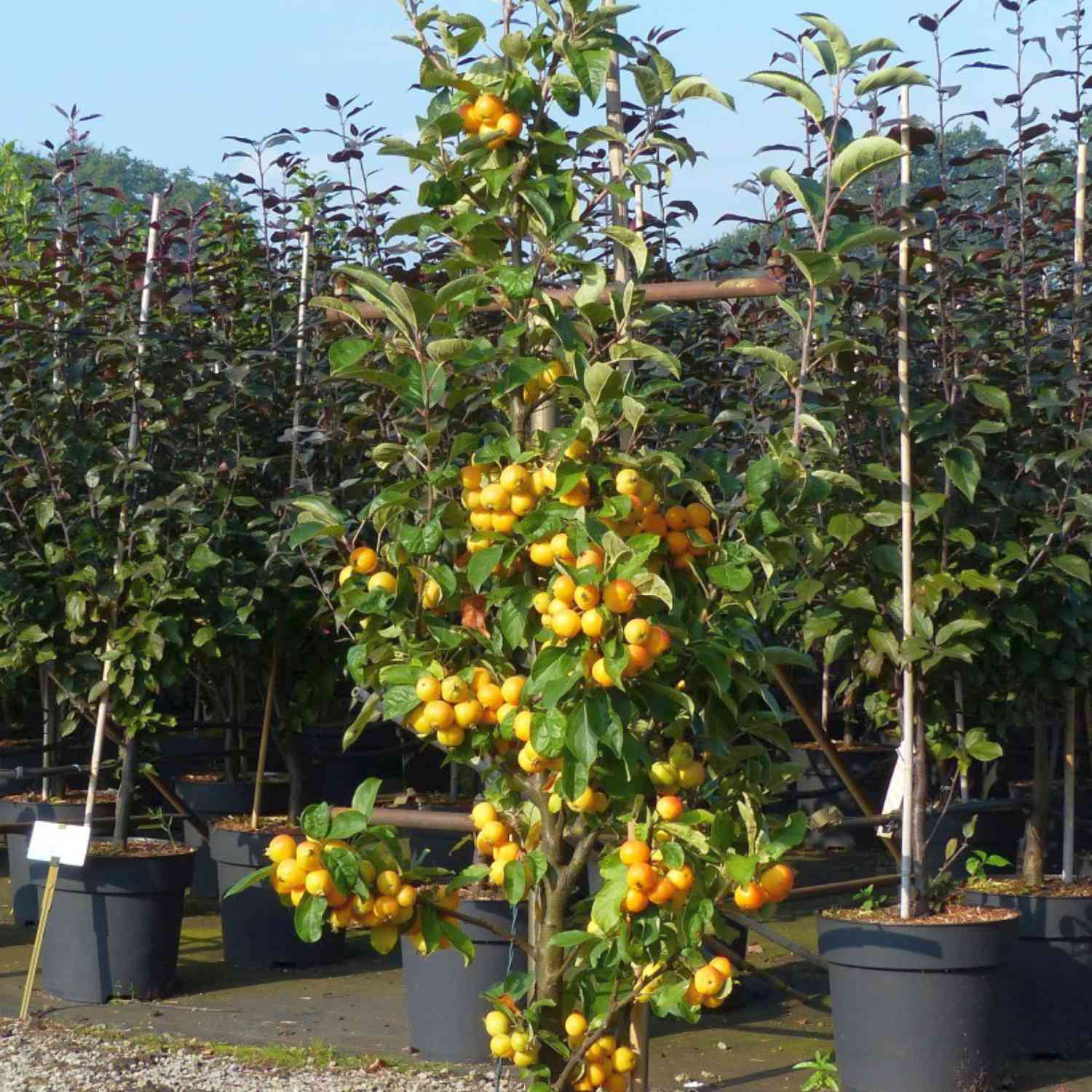 Zierapfel 'Golden Hornet'
