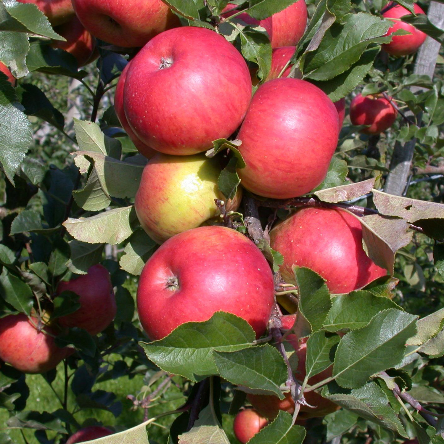 Winterapfel 'Topaz®' Liefergröße: 80 - 100 cm