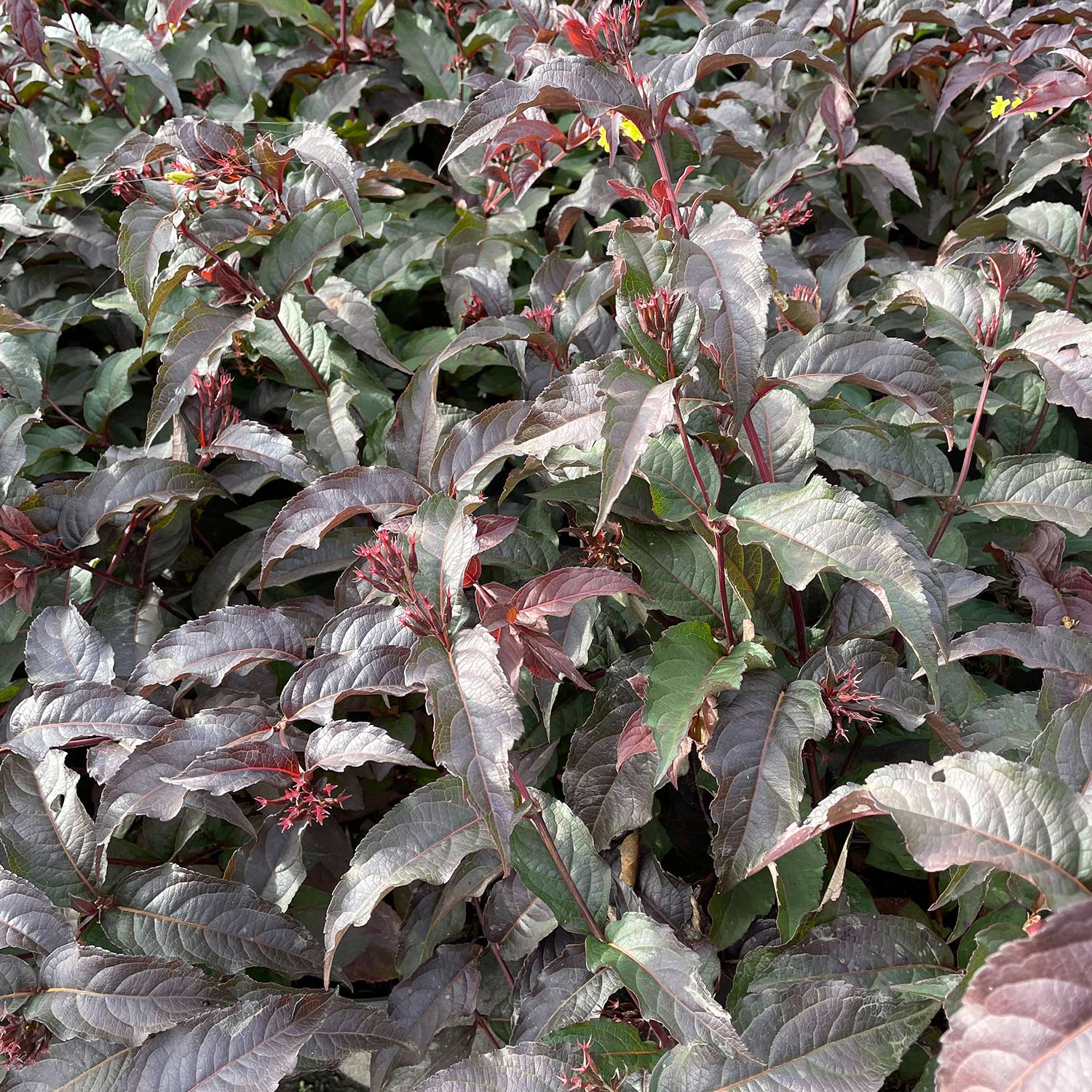 Amerikanische Weigelie 'Diva®' 3 Liter Container