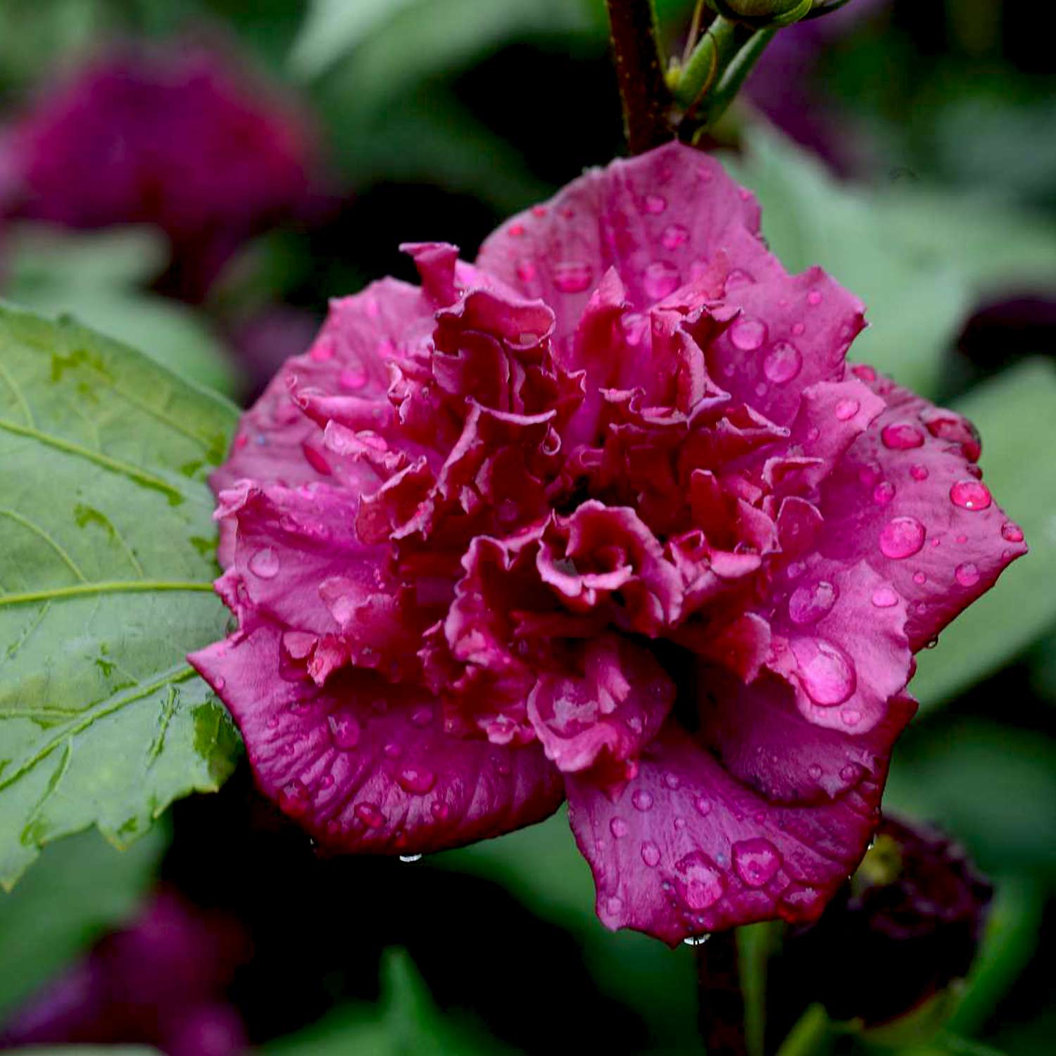 Garteneibisch 'French Cabaret®' Red C5 60 - 100 cm Liefergröße: 60 - 100 cm