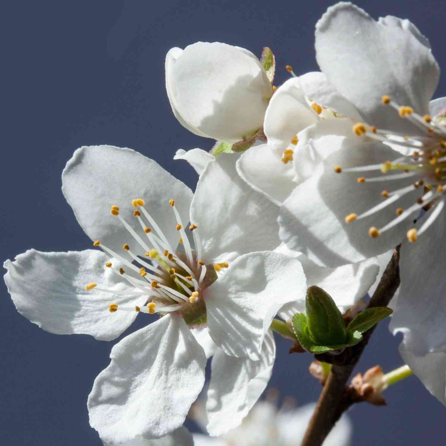 Pflaume 'Hanna®'