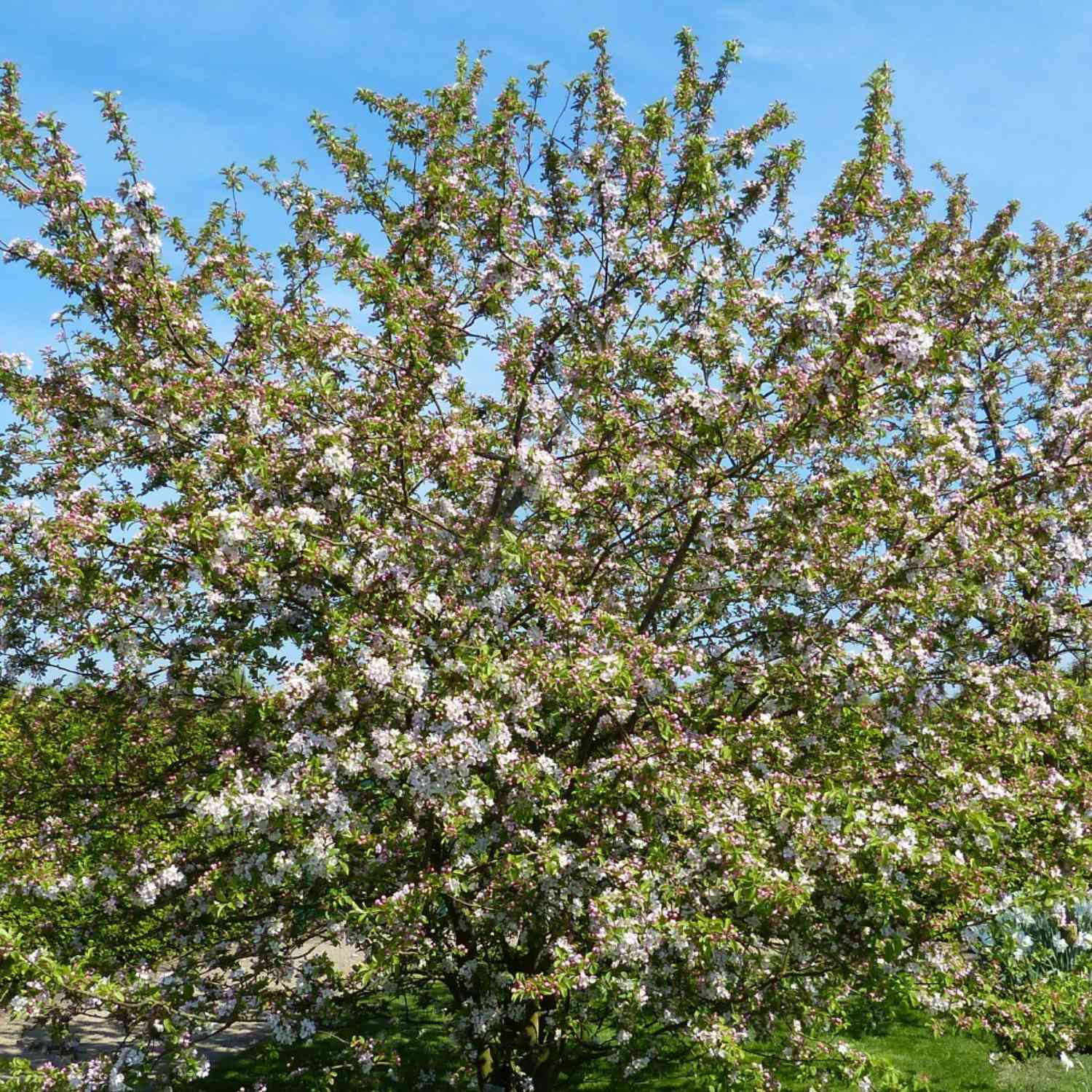 Zierapfel 'Red Sentinel'