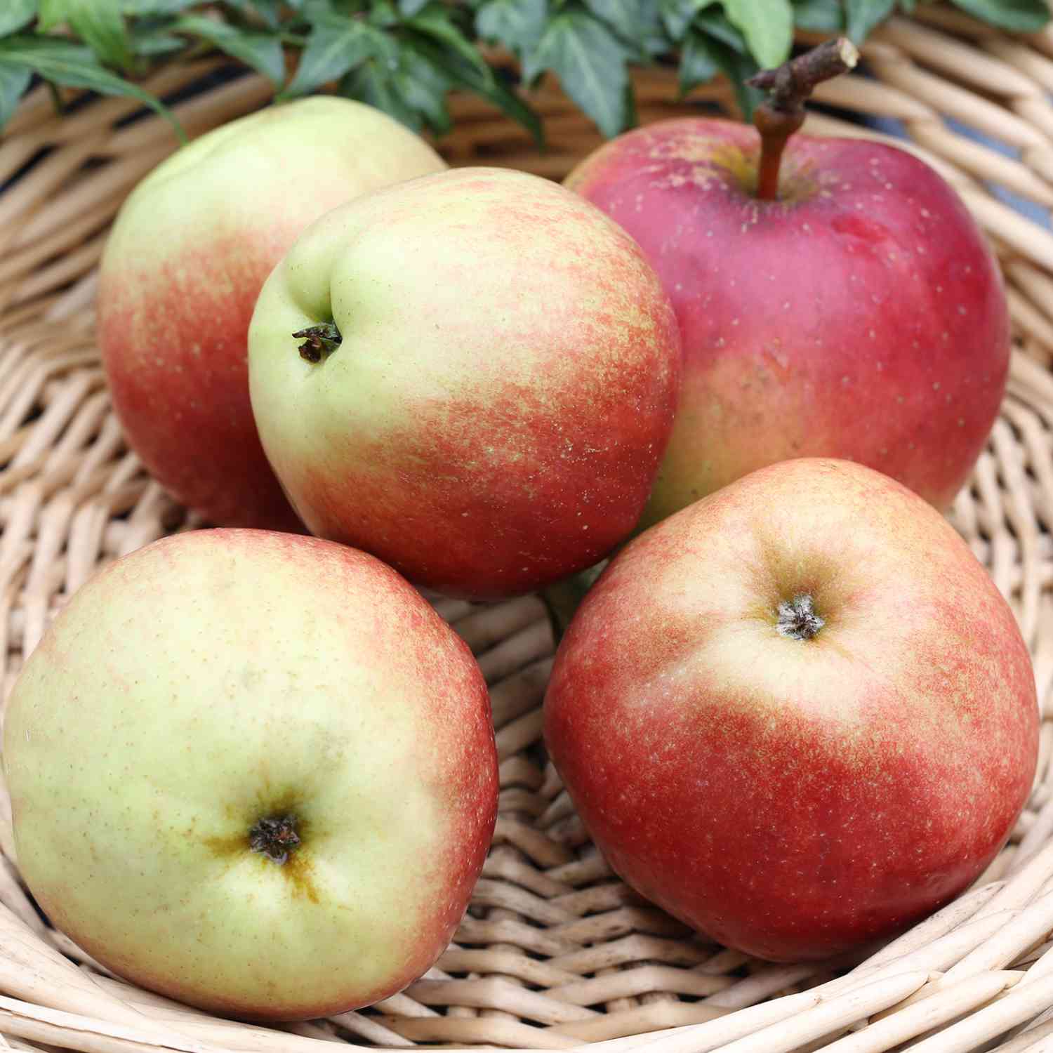 Apfel 'Gloster 69' Apfel 'Gloster 69'