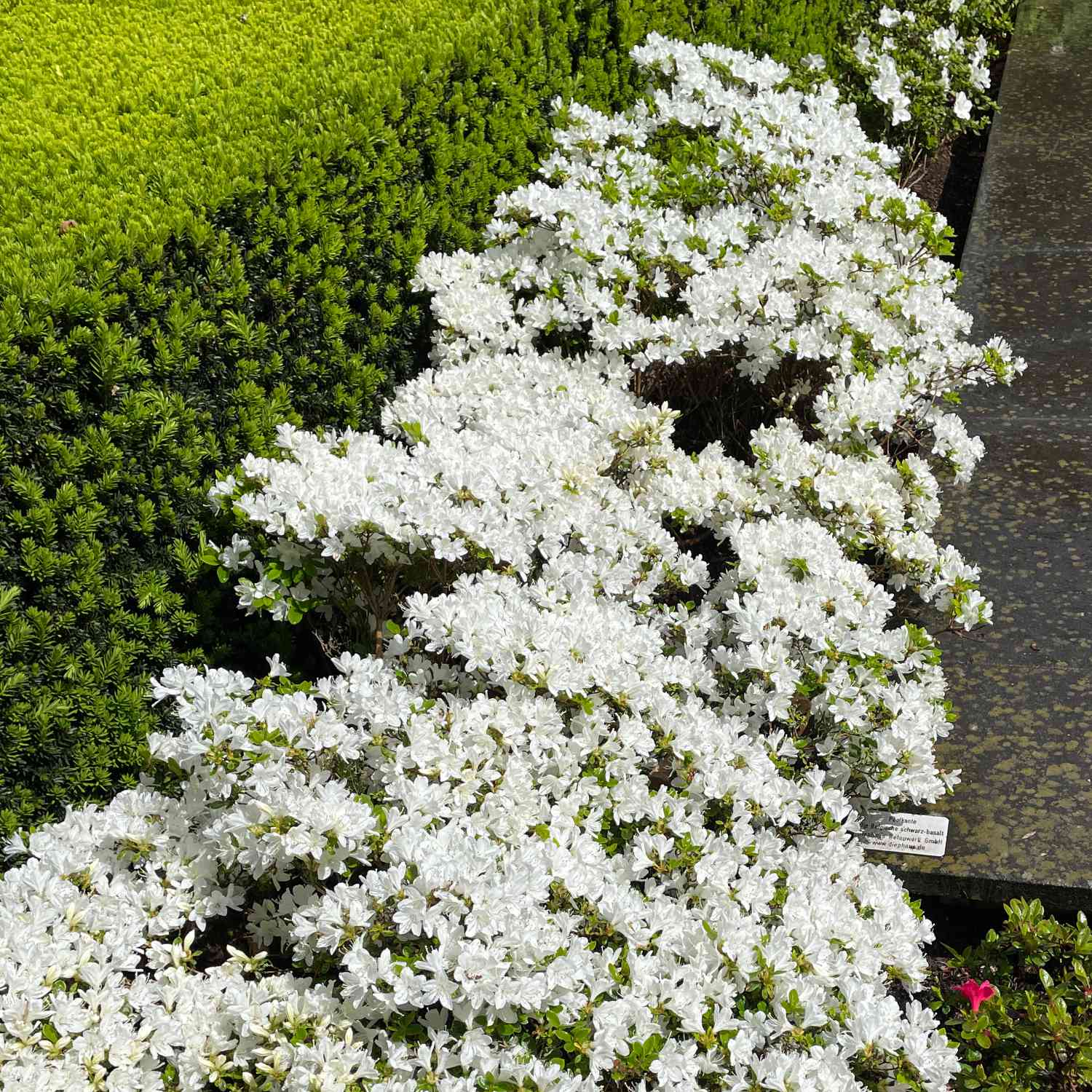 Japanische Azalee 'Maischnee'