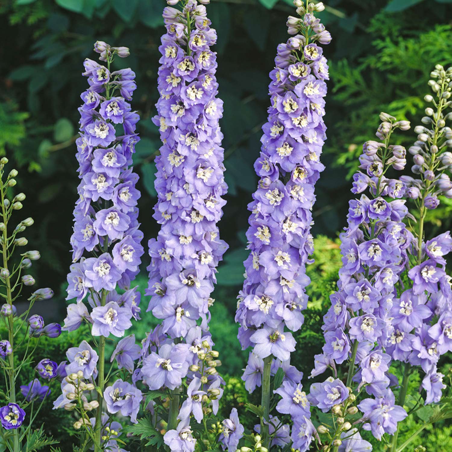 Kategorie <b>Produkt ohne Kategoriezuordnung </b> - Rittersporn 'Summer Skies' Lieferform: Im Topf - Delphinium pacific