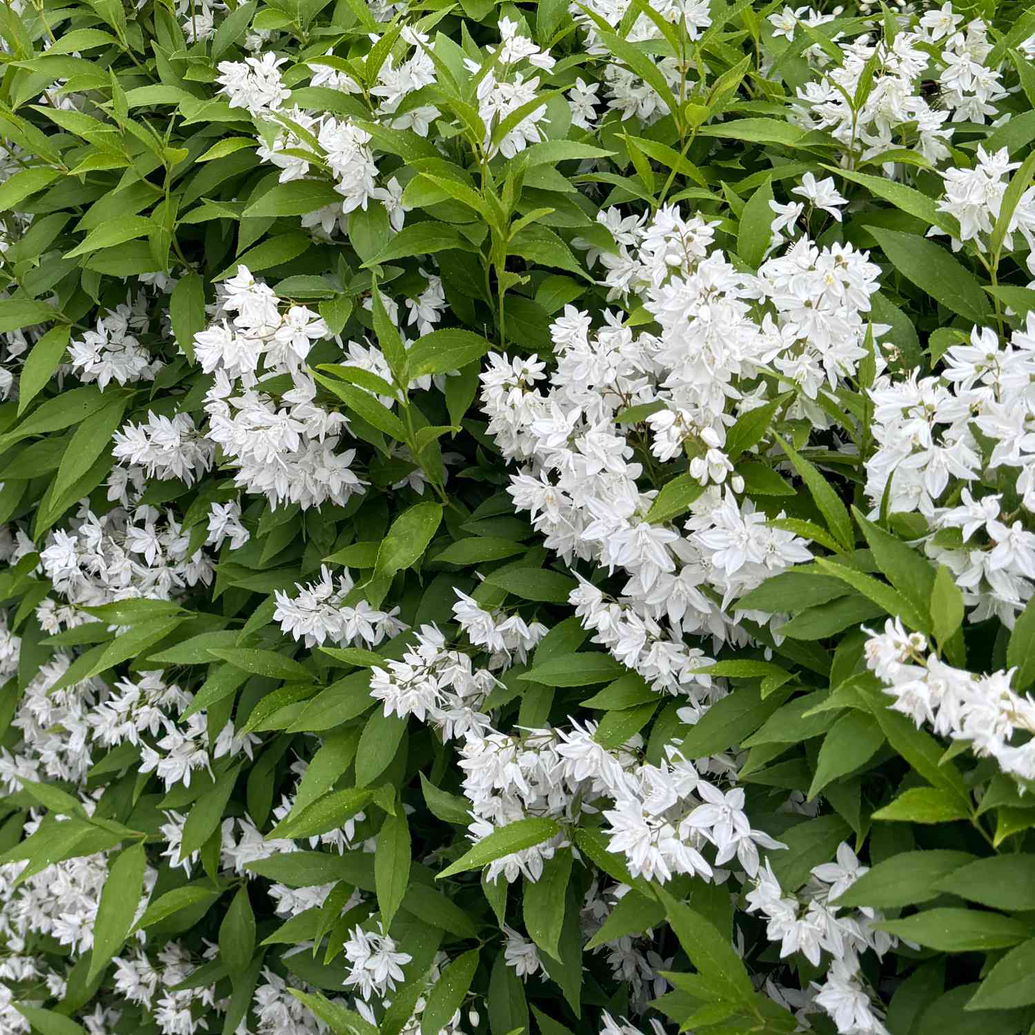 Maiblumenstrauch - Deutzie