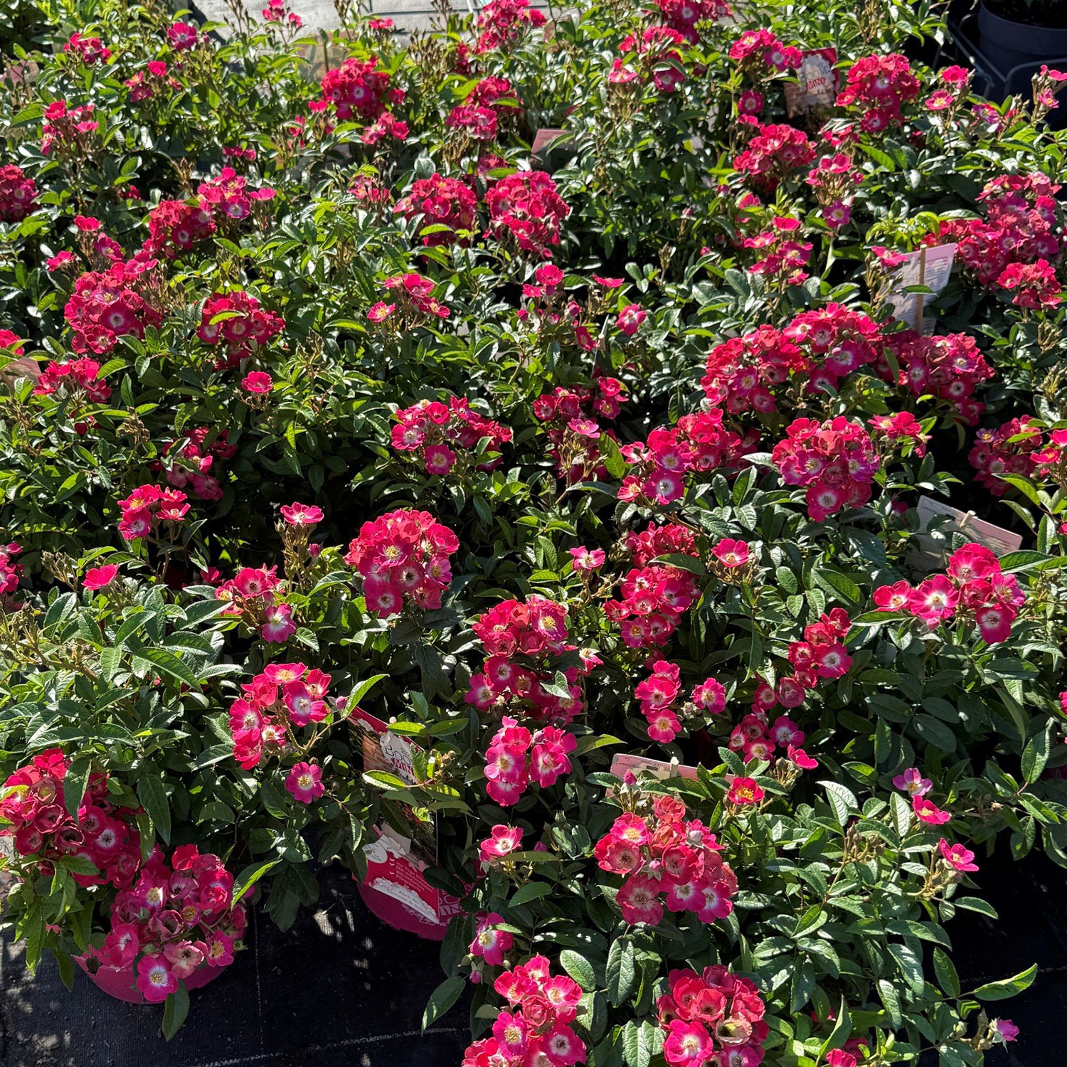 Zwerg-Strauchrose 'Rosy Boom® Mini'