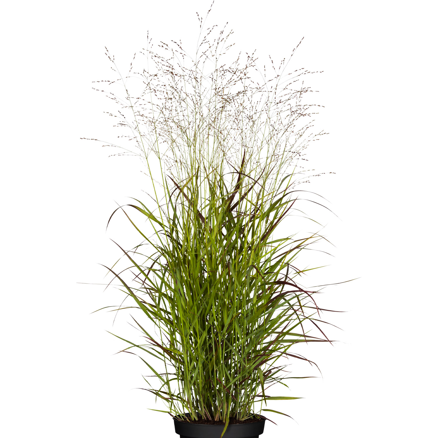 Rutenhirse 'Rehbraun'