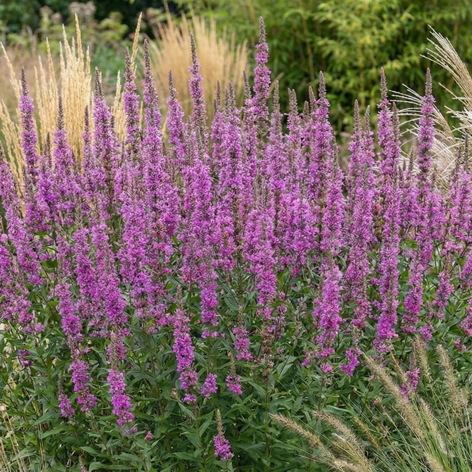 Kategorie <b>Produkt ohne Kategoriezuordnung </b> - Blut-Weiderich 'Rosy Gem' Lieferform: Im 9 cm Topf - Lythrum salicaria 'Rosy Gem'